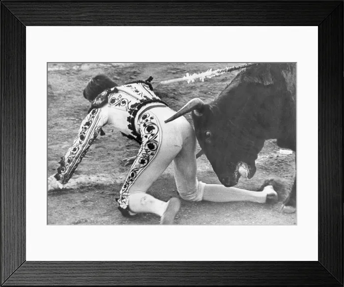 Framed Print : Bullfighter Getting a Nudge From the Bull Framed Print : Bullfighter Getting a Nudge From the Bull