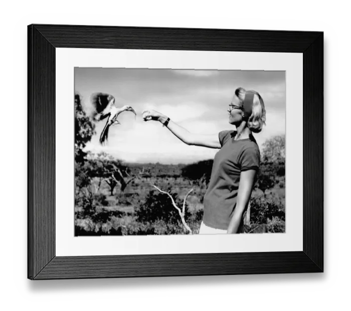 Framed Print : Joan Root Feeding Red-Billed Hornbill Framed Print : Joan Root Feeding Red-Billed Hornbill