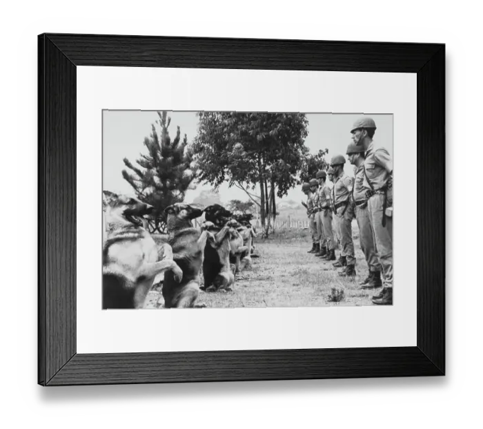 Framed Print : Military Police & Trained Dogs Framed Print : Military Police & Trained Dogs