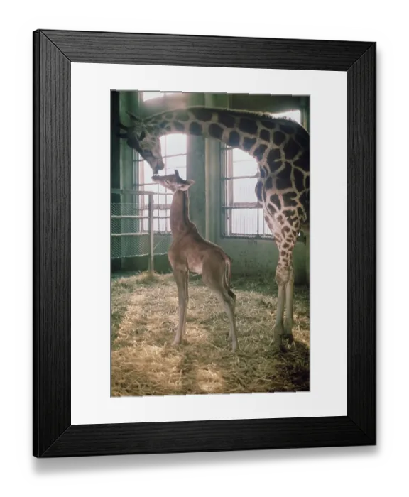 Framed Print : baby Giraffe Toshiko Framed Print : baby Giraffe Toshiko