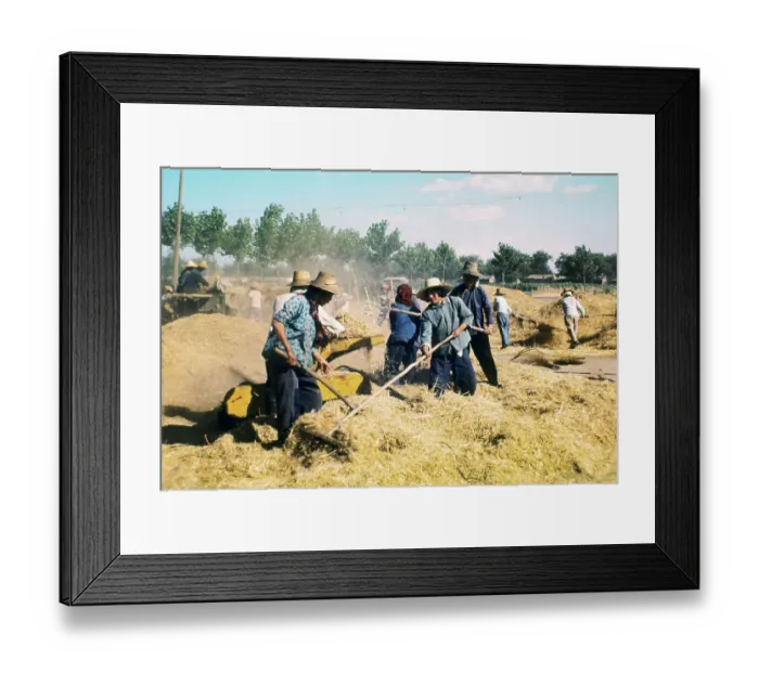 Framed Print : Raking Wheat on Chinese Commune Framed Print : Raking Wheat on Chinese Commune