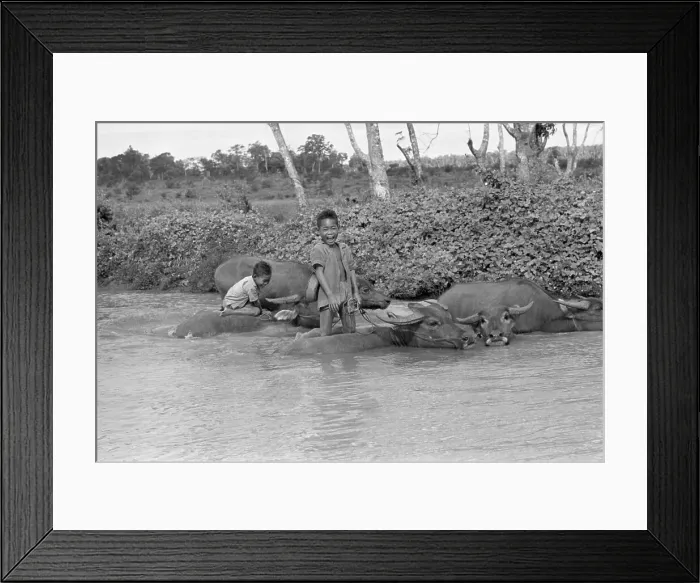 Framed Print : Children Riding Water Buffalo