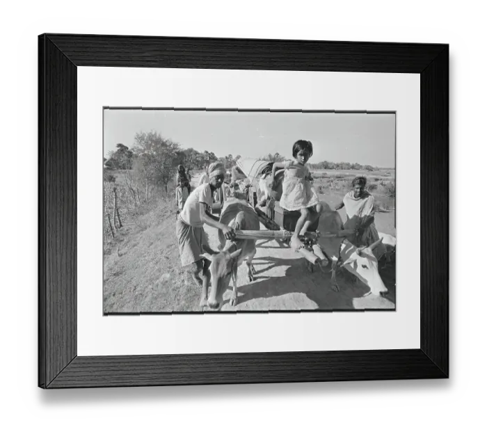 Framed Print : Girl Riding Oxen Framed Print : Girl Riding Oxen