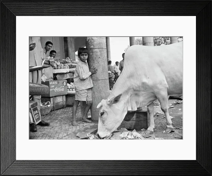 Framed Print : Cow Rummaging Through the Street Framed Print : Cow Rummaging Through the Street
