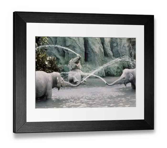 Framed Print : Disney World Framed Print : Disney World