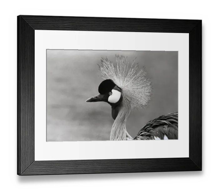 Framed Print : Head of Crested Crane Framed Print : Head of Crested Crane
