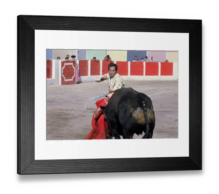 Framed Print : Luis Miguel Dominguin Fighting Bull Framed Print : Luis Miguel Dominguin Fighting Bull