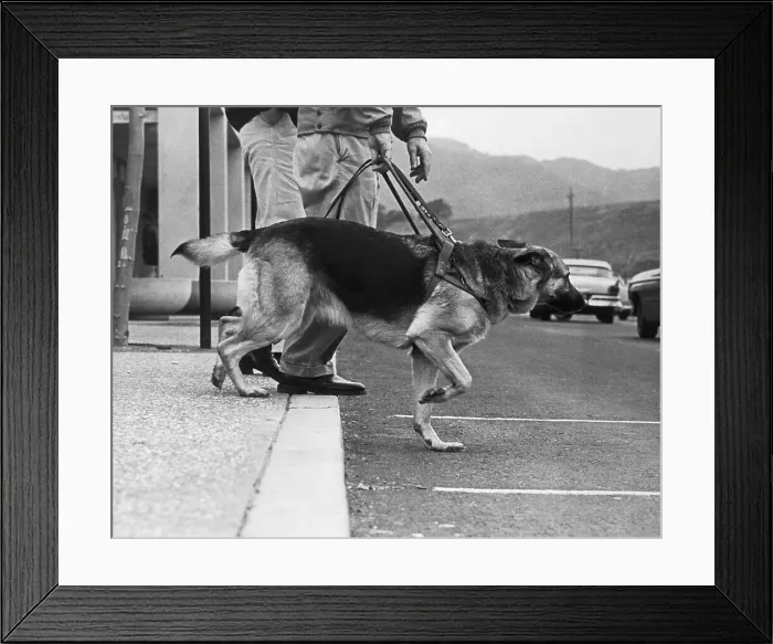 Framed Print : Guide Dog Leading His Master Framed Print : Guide Dog Leading His Master
