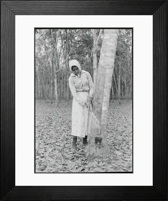 Framed Print : Woman Cutting Rubber Tree Framed Print : Woman Cutting Rubber Tree