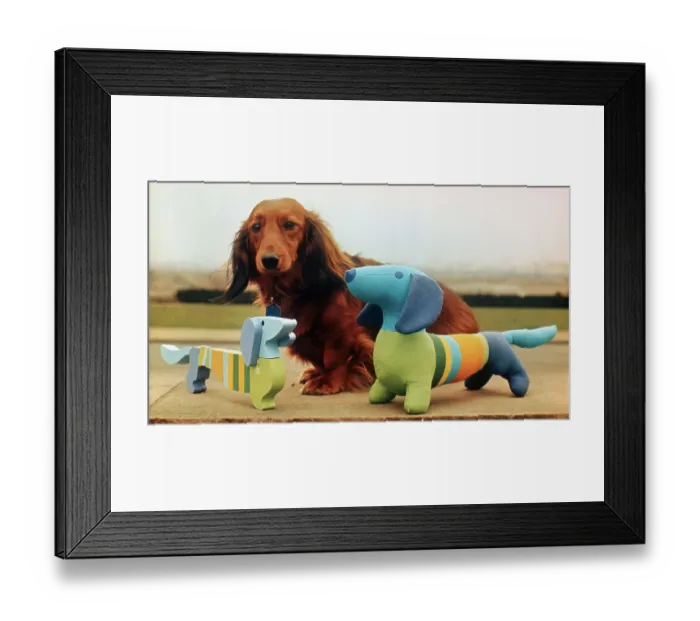 Framed Print : Dachshund with Toy Dogs Framed Print : Dachshund with Toy Dogs