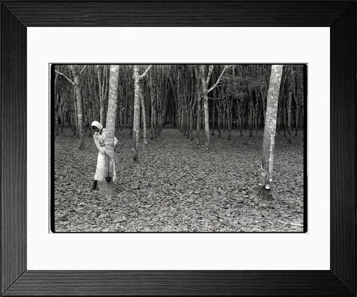 Framed Print : Woman Tapping Rubber Trees Framed Print : Woman Tapping Rubber Trees