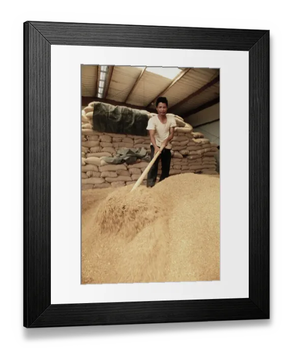 Framed Print : Rice Production In Binh Thuy Village Framed Print : Rice Production In Binh Thuy Village