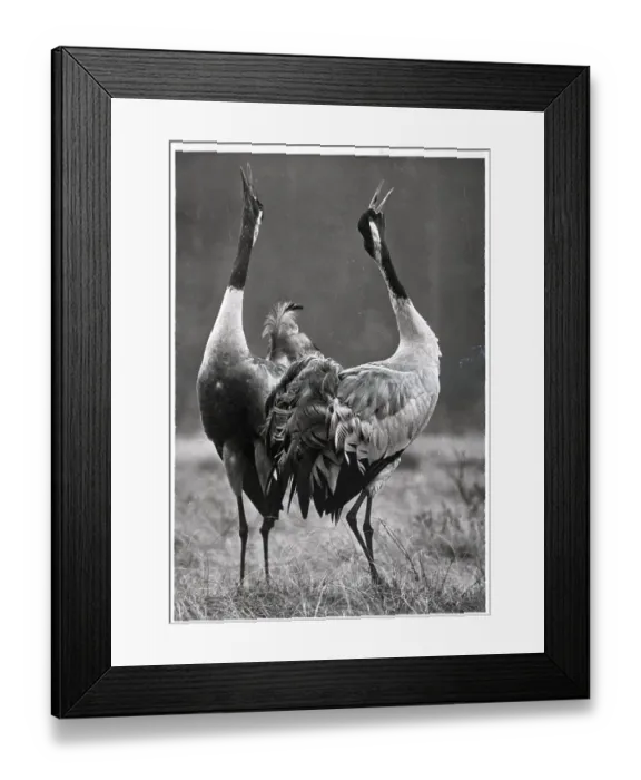 Framed Print : Strutting Cranes In Finland Framed Print : Strutting Cranes In Finland