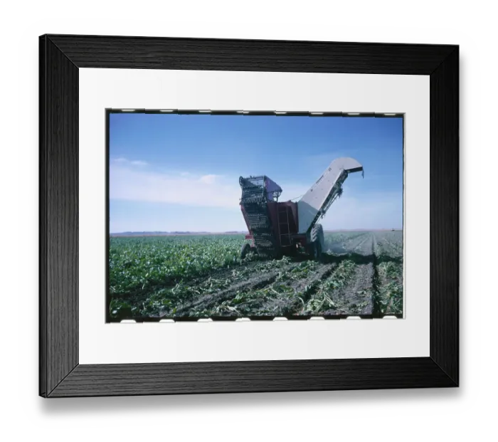 Framed Print : Harvesting the Sugar Beet Crop Framed Print : Harvesting the Sugar Beet Crop
