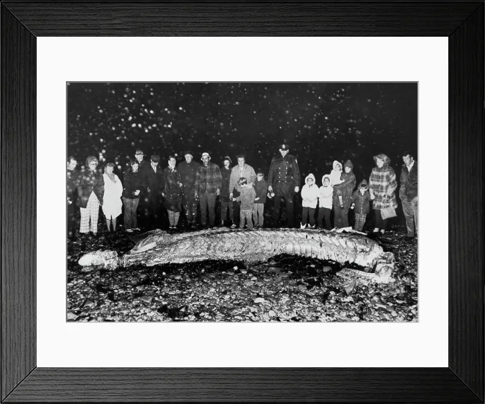 Framed Print : Sea Creature Washed a Shore