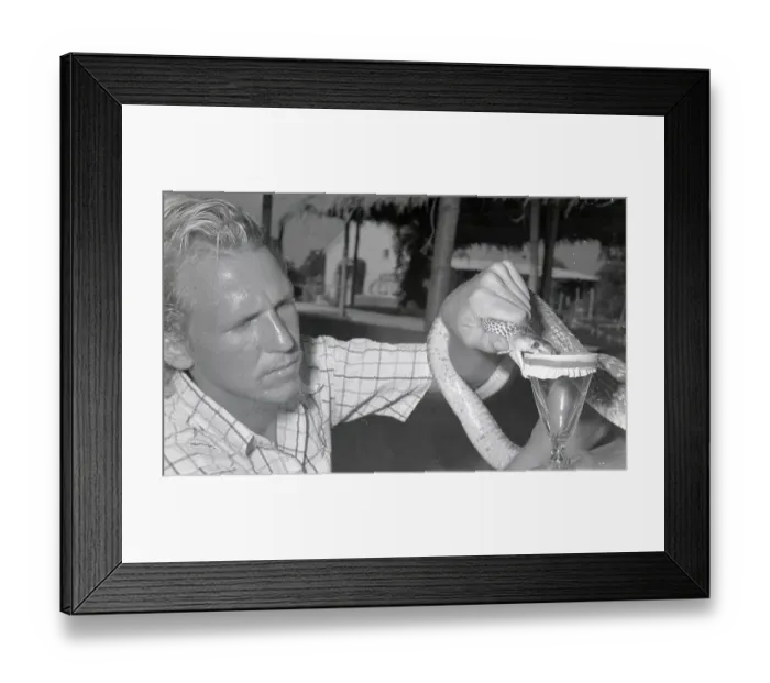 Framed Print : Man Presses The Head Of A Deadly Cobra