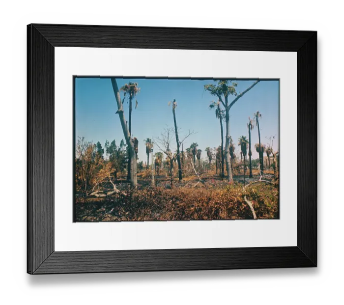 Framed Print : Burned out Tree Terrain Framed Print : Burned out Tree Terrain