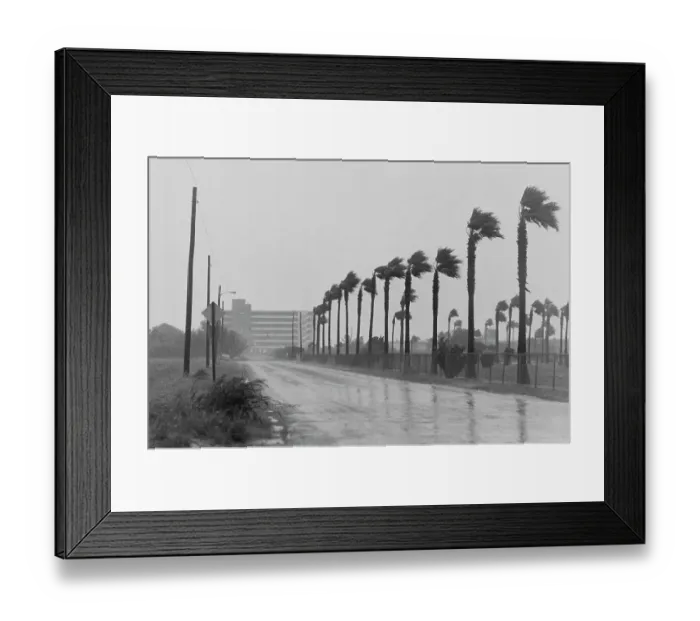 Framed Print : Hurricane Celia Blows Corpus Christie Palm Trees Framed Print : Hurricane Celia Blows Corpus Christie Palm Trees