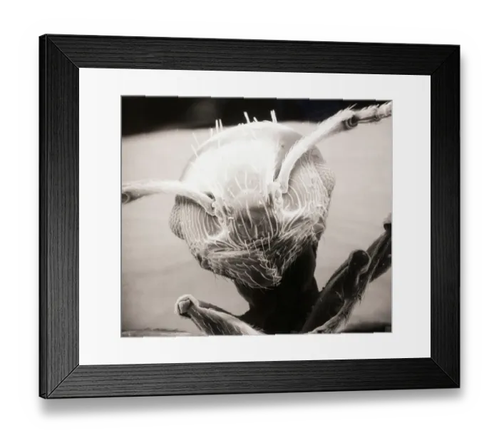 Framed Print : Electron Microscope View of Ant Framed Print : Electron Microscope View of Ant