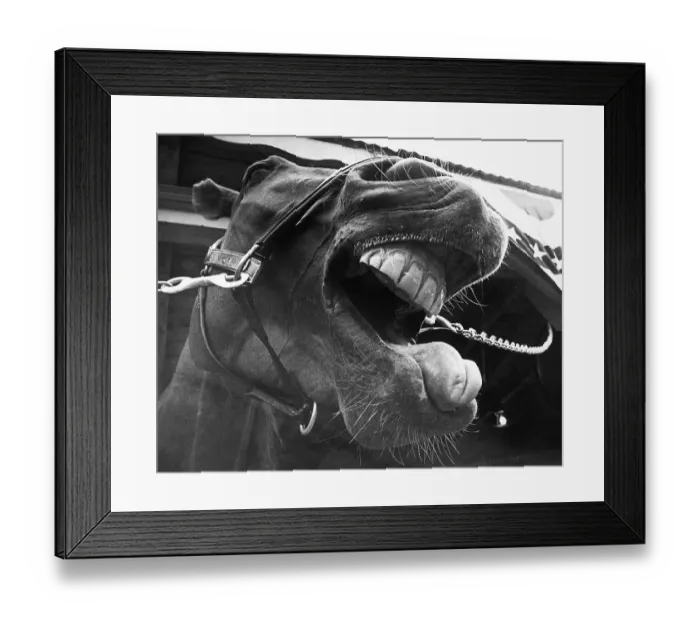 Framed Print : Whinnying Racehorse Framed Print : Whinnying Racehorse