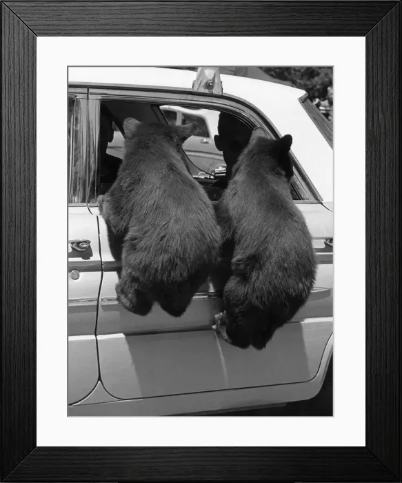 Framed Print : Bear Cubs Invading Car Through Window