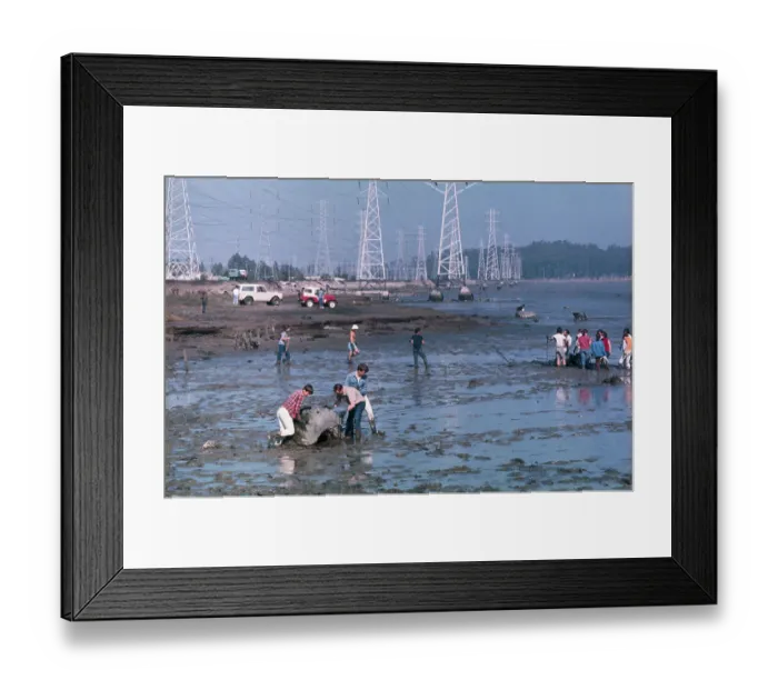 Framed Print : Workers Pull Tires From Mud Flats