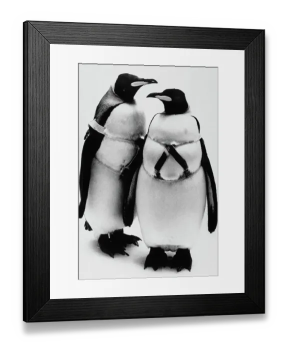 Framed Print : Pittsburgh Penguins Mascots Framed Print : Pittsburgh Penguins Mascots