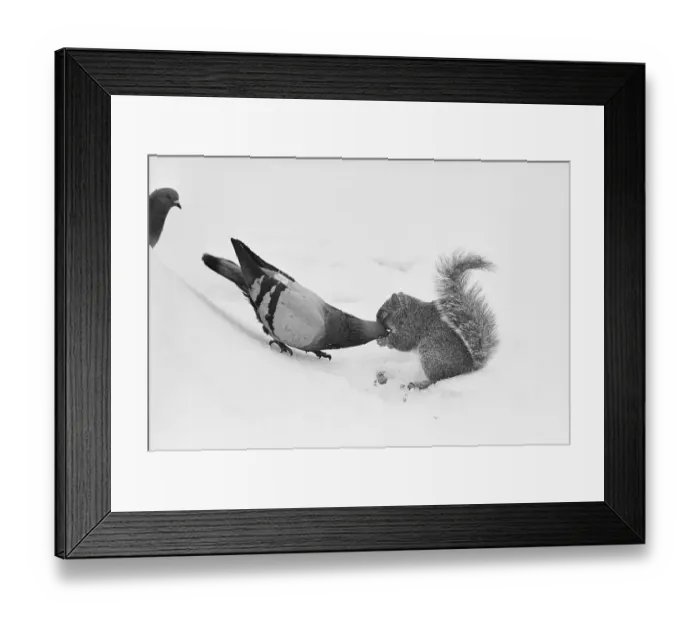 Framed Print : Pigeon Taking Nut from Squirrel on Snowy Day Framed Print : Pigeon Taking Nut from Squirrel on Snowy Day