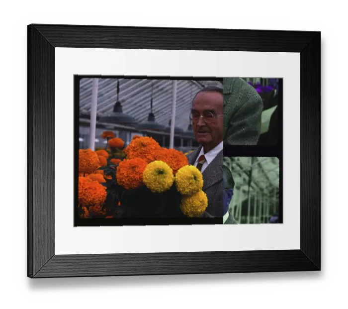 Framed Print : Botanist David Burpee Preparing Marigolds