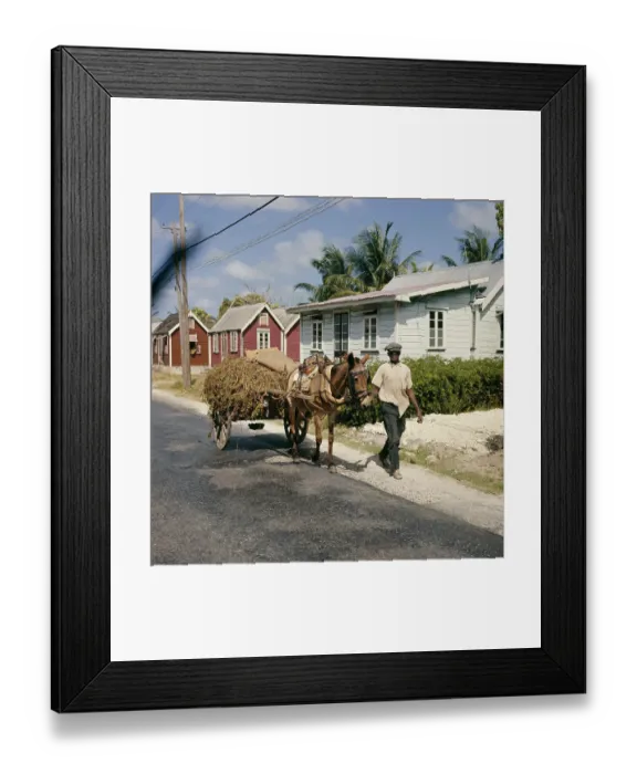 Framed Print : Vendor With Cart, Barbados Framed Print : Vendor With Cart, Barbados