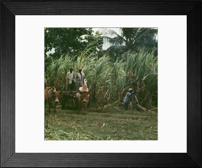 Framed Print : Basse-Terre, Guadeloupe