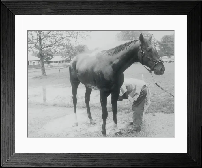 Framed Print : Alydar Being Bathed Framed Print : Alydar Being Bathed