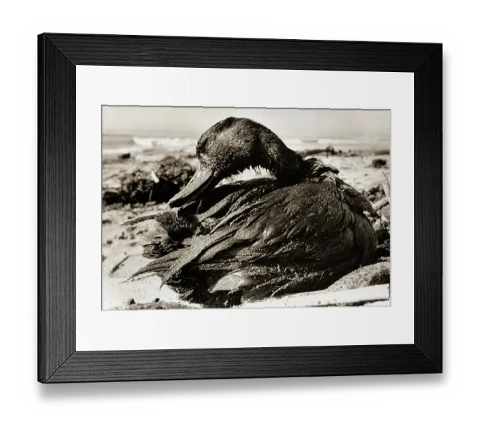 Framed Print : Oil-Covered Duck Struggles To Move Framed Print : Oil-Covered Duck Struggles To Move