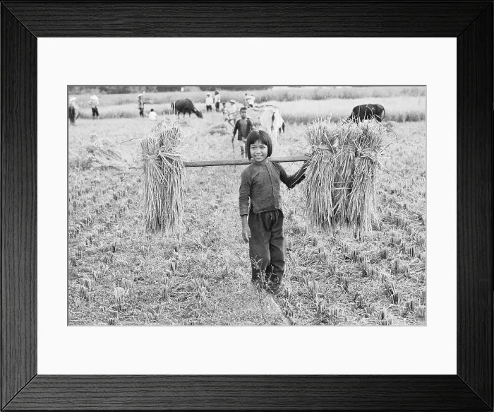 Framed Print : Vietnamese Girl Harvesting Rice Framed Print : Vietnamese Girl Harvesting Rice