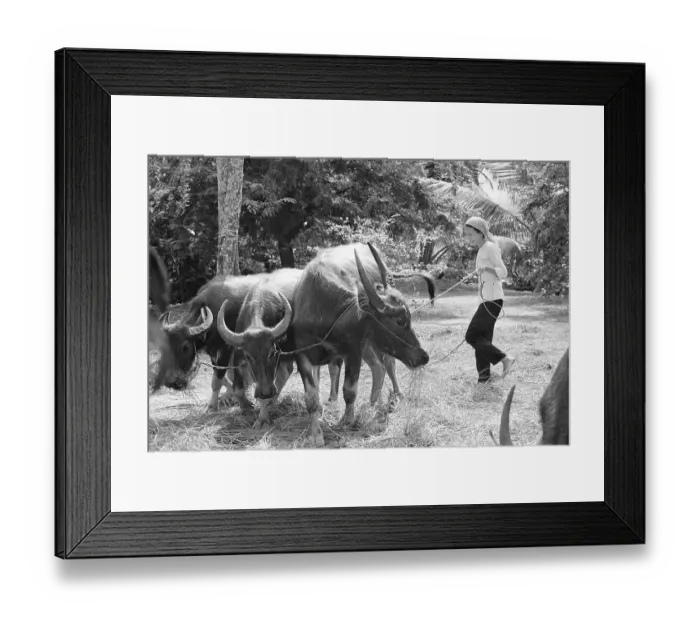 Framed Print : Vietnamese Woman Leading Water Buffalo Framed Print : Vietnamese Woman Leading Water Buffalo