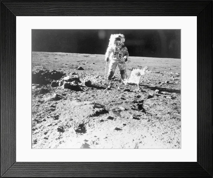 Framed Print : Astronaut Walking on Moon During Apollo 12 Mission Framed Print : Astronaut Walking on Moon During Apollo 12 Mission
