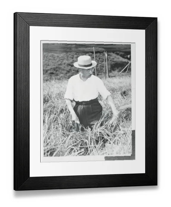 Framed Print : Emperor Hirohito Harvesting Rice Framed Print : Emperor Hirohito Harvesting Rice