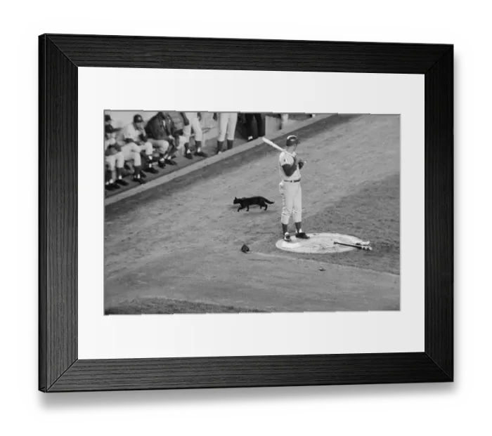 Framed Print : Black Cat Passes Baseball Player Ron Santo During Game Framed Print : Black Cat Passes Baseball Player Ron Santo During Game