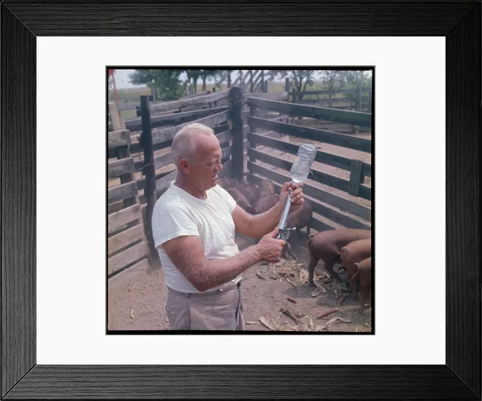 Framed Print : Veterinarian Preparing to Kill Infected Pigs Framed Print : Veterinarian Preparing to Kill Infected Pigs
