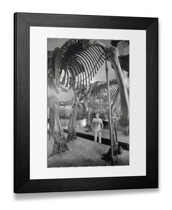 Framed Print : Boy (8-9) gazing at ancient dinosaur skeletons Framed Print : Boy (8-9) gazing at ancient dinosaur skeletons