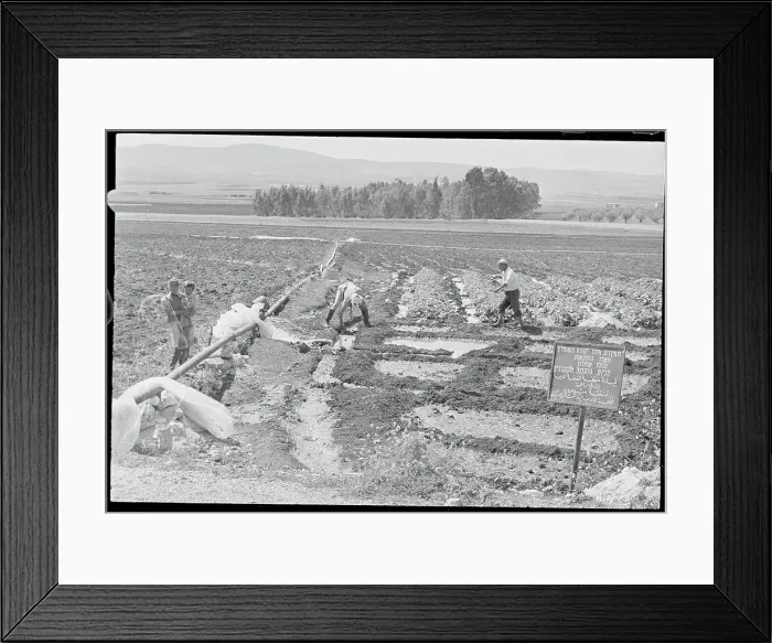 Framed Print : Jordanian Farmers Toiling in Field Framed Print : Jordanian Farmers Toiling in Field