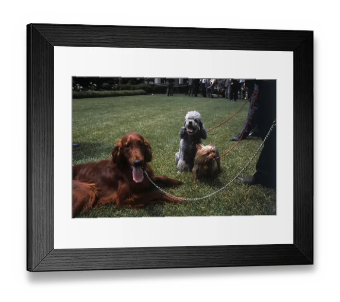 Framed Print : Dogs of President Nixon Framed Print : Dogs of President Nixon