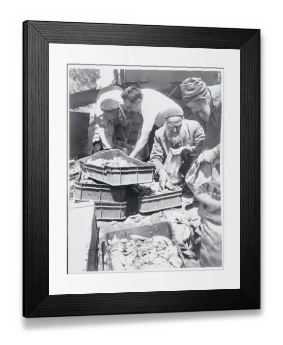 Framed Print : Kibbutz Workers with Fish Catch Framed Print : Kibbutz Workers with Fish Catch