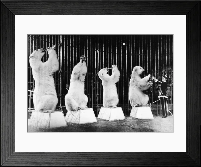 Framed Print : Polar Bears Play Horns in Circus Act Framed Print : Polar Bears Play Horns in Circus Act