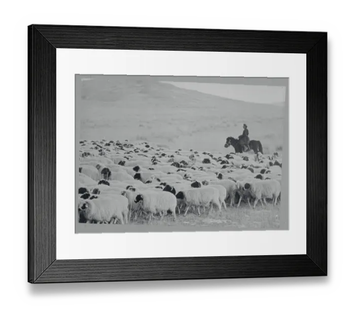 Framed Print : Herders with Their Sheep on the Range Framed Print : Herders with Their Sheep on the Range