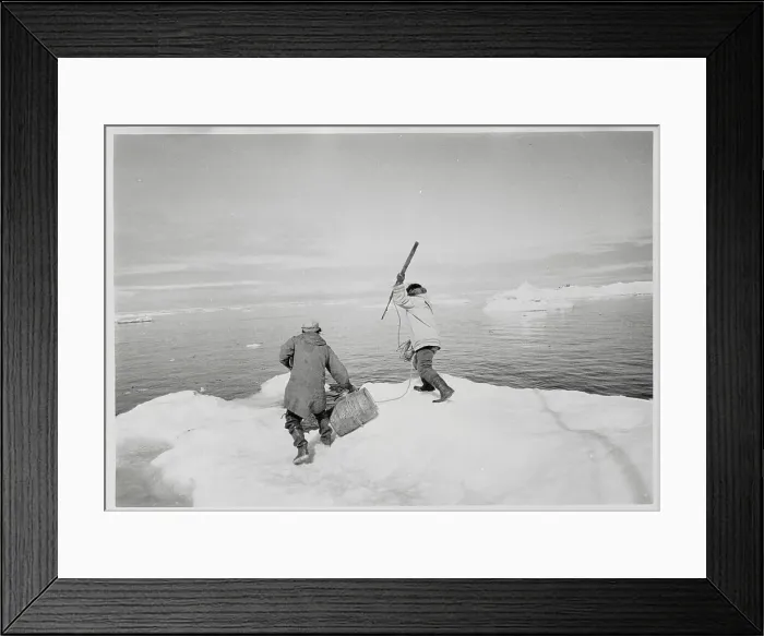 Framed Print : Hunters Harpooning A Walrus Framed Print : Hunters Harpooning A Walrus