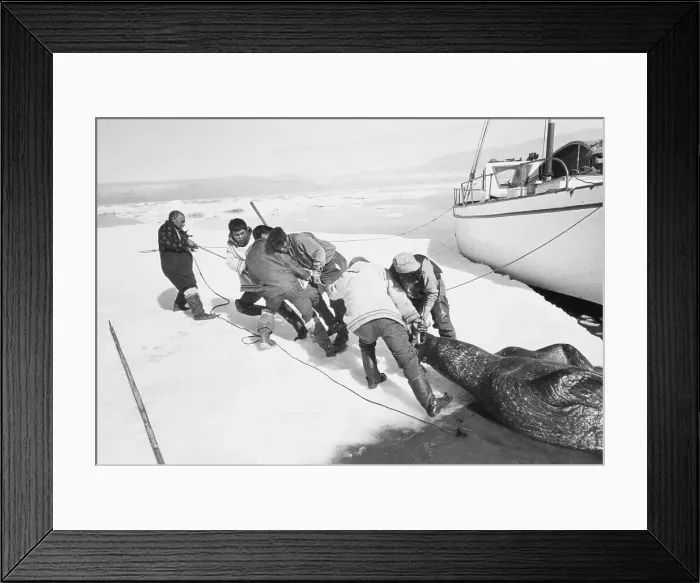Framed Print : Hunters Dragging Walrus Onto Ice Framed Print : Hunters Dragging Walrus Onto Ice