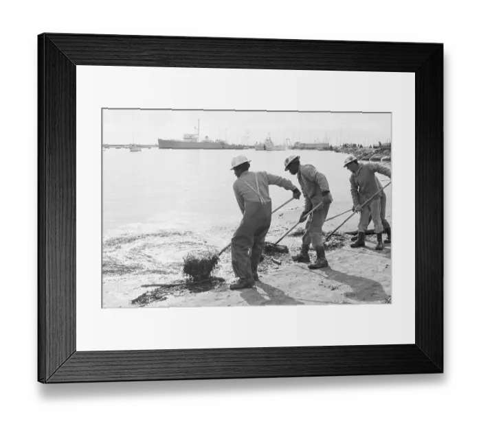 Framed Print : 3 Men Rake Hay @ Oil-Soaked Waterline Framed Print : 3 Men Rake Hay @ Oil-Soaked Waterline