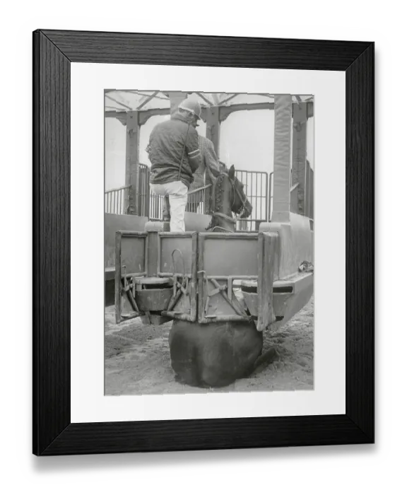 Framed Print : Race Horse Irish Course Sitting Framed Print : Race Horse Irish Course Sitting