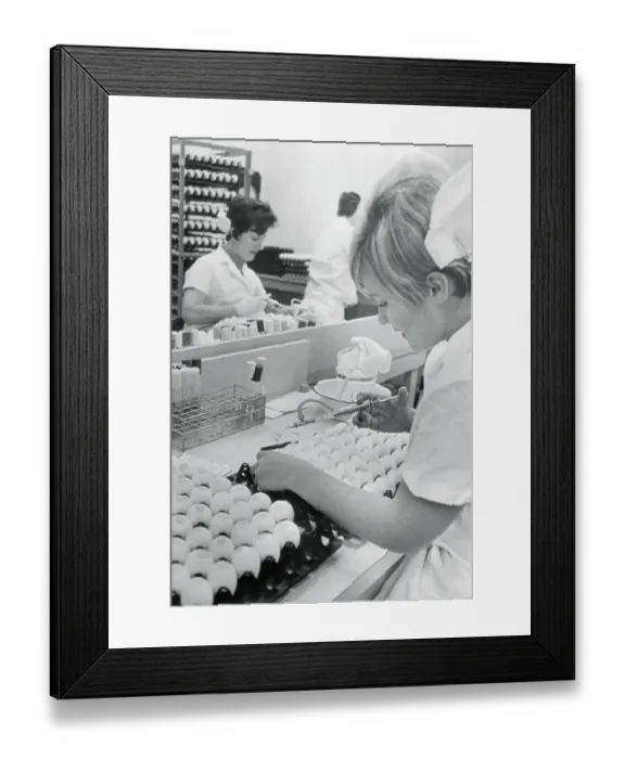 Framed Print : Assistant Inoculating Eggs with Influenza Vaccine Framed Print : Assistant Inoculating Eggs with Influenza Vaccine